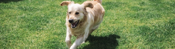 Completely Safe for Kids, Pets, and Your Soil 