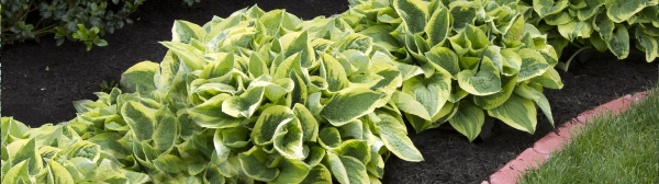 Plant-Safe Formula You Can Trust